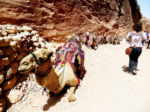 Camel Line by Callie Joseph | Digital photograph printed on fine art paper
Large glossy or lustre print -- print only (no mountin Camel Line